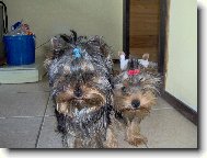 Jork��rsk� terier, Yorkshire Terrier,