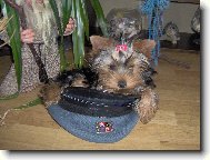 Jork��rsk� terier, Yorkshire Terrier,