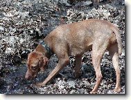R�vidsz�r� Magyar Vizsla, Hungarian Short-haired Pointing Dog