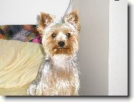 Jork��rsk� terier, Yorkshire Terrier,