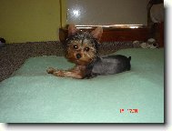 Jork��rsk� terier, Yorkshire Terrier,