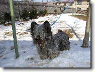 Skye Terrier
