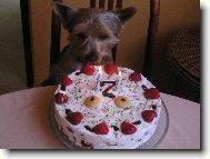 Jork��rsk� terier, Yorkshire Terrier,
