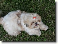 �icu, Shih-Tzu