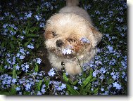 �icu, Shih-Tzu