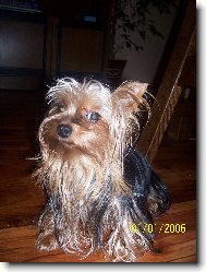 Jork��rsk� terier, Yorkshire Terrier,