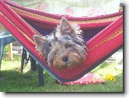 Jork��rsk� terier, Yorkshire Terrier,