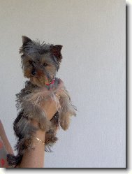 Jork��rsk� terier, Yorkshire Terrier,