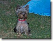 Jork��rsk� terier, Yorkshire Terrier,