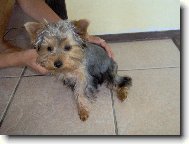 Jork��rsk� terier, Yorkshire Terrier,
