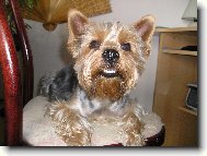 Jork��rsk� terier, Yorkshire Terrier,