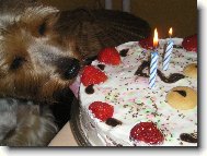 Jork��rsk� terier, Yorkshire Terrier,