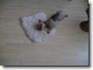 Jork��rsk� terier, Yorkshire Terrier,