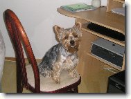 Jork��rsk� terier, Yorkshire Terrier,