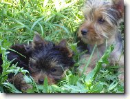 Jork��rsk� terier, Yorkshire Terrier,