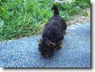 Jork��rsk� terier, Yorkshire Terrier,