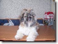�icu, Shih-Tzu
