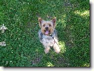 Jork��rsk� terier, Yorkshire Terrier,