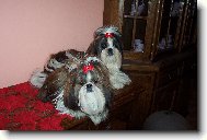 �icu, Shih-Tzu