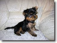 Jork��rsk� terier, Yorkshire Terrier,