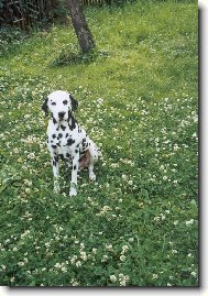 Dalmatinac, Dalmatian