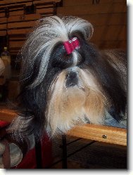�icu, Shih-Tzu