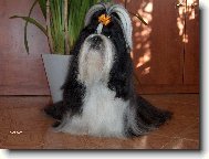 �icu, Shih-Tzu