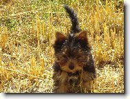 Jork��rsk� terier, Yorkshire Terrier,