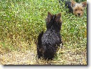 Jork��rsk� terier, Yorkshire Terrier,