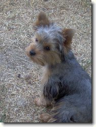 Jork��rsk� terier, Yorkshire Terrier,