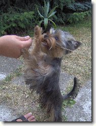 Jork��rsk� terier, Yorkshire Terrier,