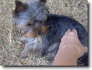 Jork��rsk� terier, Yorkshire Terrier,