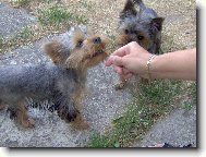 Jork��rsk� terier, Yorkshire Terrier,