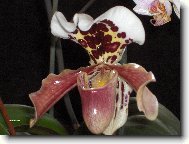 Paphiopedilum