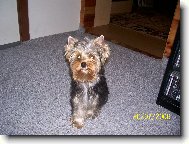 Jork��rsk� terier, Yorkshire Terrier,