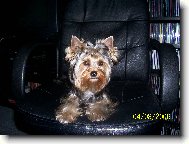 Jork��rsk� terier, Yorkshire Terrier,