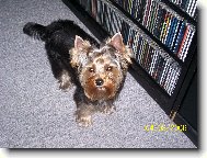 Jork��rsk� terier, Yorkshire Terrier,