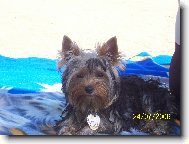 Jork��rsk� terier, Yorkshire Terrier,