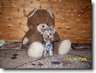 Jork��rsk� terier, Yorkshire Terrier,
