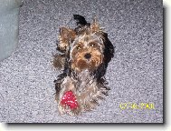 Jork��rsk� terier, Yorkshire Terrier,