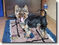 Jork��rsk� terier, Yorkshire Terrier,