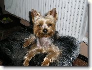 Jork��rsk� terier, Yorkshire Terrier,