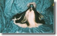 �icu, Shih-Tzu