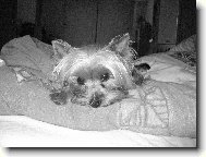 Jork��rsk� terier, Yorkshire Terrier,