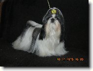 �icu, Shih-Tzu