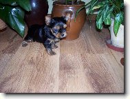Jork��rsk� terier, Yorkshire Terrier,