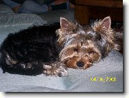 Jork��rsk� terier, Yorkshire Terrier,