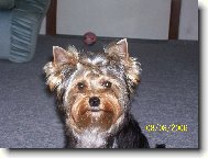 Jork��rsk� terier, Yorkshire Terrier,