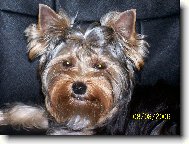 Jork��rsk� terier, Yorkshire Terrier,