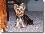 Jork��rsk� terier, Yorkshire Terrier,